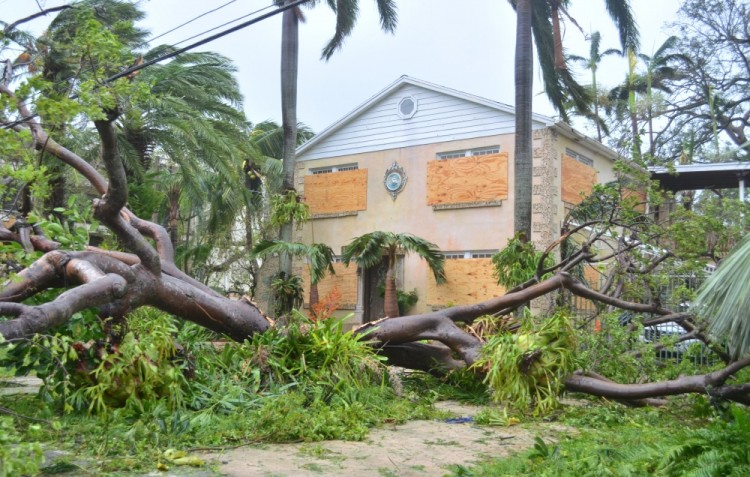 epaselect epa06197448 A view of a fallen tree after the passage of Hurricane Irma, in Miami, Florida, USA, 10 September 2017. Hurricane Irma hit Florida on 10 September, after battering Cuba and several Caribbean islands. Heavy rain and hurricane-force winds battered both the east and west coasts of southern Florida.  EPA/ALVARO BLANCO