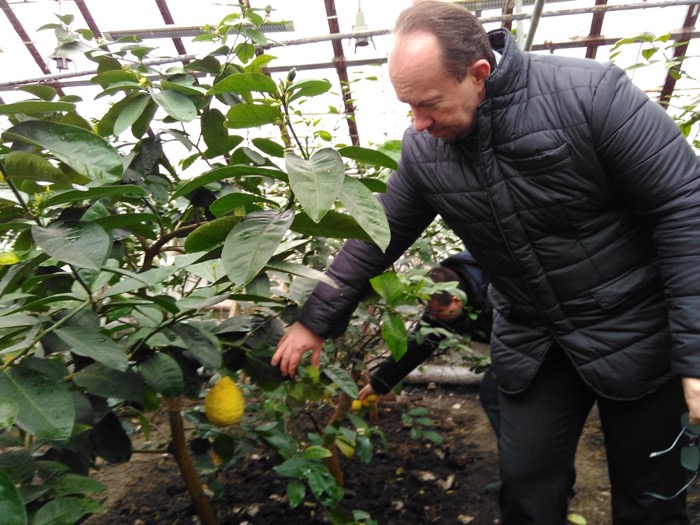 В заводской теплице выращивают лимоны. Фото Дмитрия Дурнева / Spektr.Press