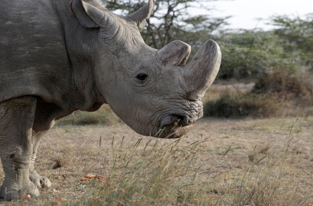 Самец северного белого носорога по имени Судан. Фото REUTERS/Scanpix/LETA