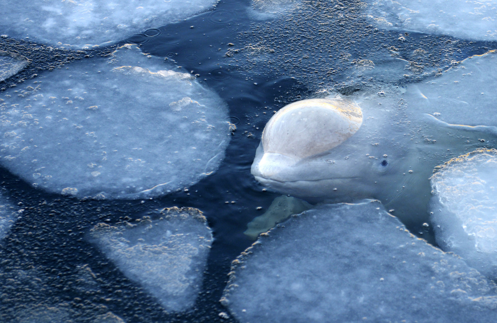 "Китовая тюрьма" в бухте Средняя. Фото AP/Scanpix/LETA