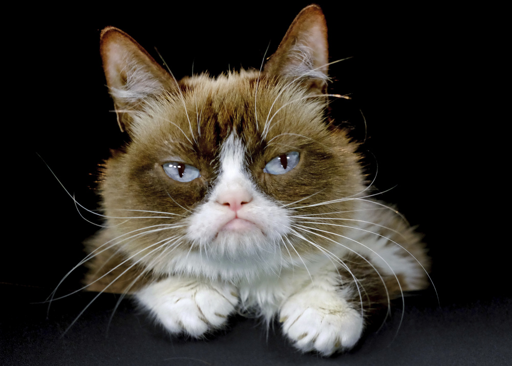 Grumpy Cat. Фото AP Photo/Scanpix/LETA