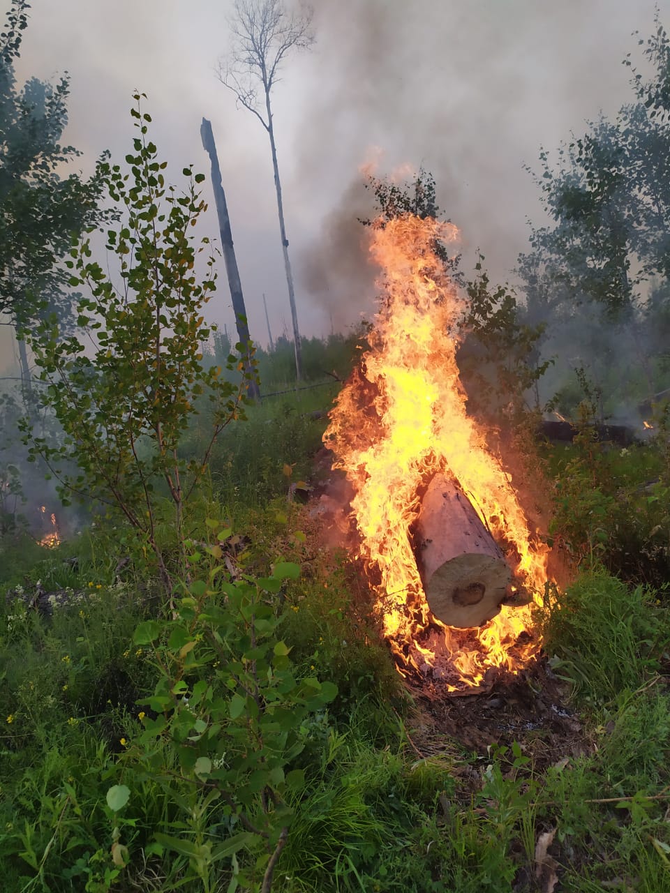 В сухую погоду огонь в лесу распространяется очень быстро, этому главным образом способствуют искры и поваленные горящие деревья. Август-сентябрь 2019. Фото Алексея Шатрова для Spektr.Press