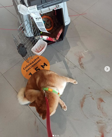 Пострадавшая собака со следами крови рядом с перевозкой. Фото Instagram Kristina Ilicheva 