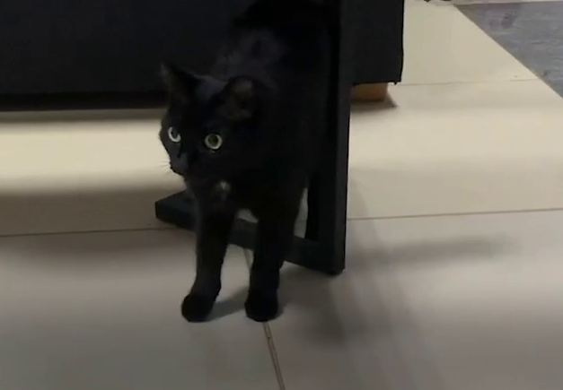 Офисный кот, которому пытаются найти сиделку в Пензе. Скриншот видео Mash