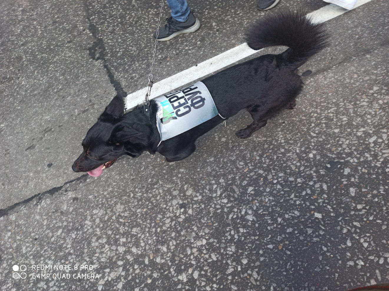 Собака с плакатом в поддержку Сергея Фургала. Фото: паблик в Вконтакте «Типичный Хабаровск»