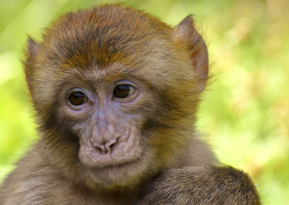 Берберская обезьяна. Фото Pixabay