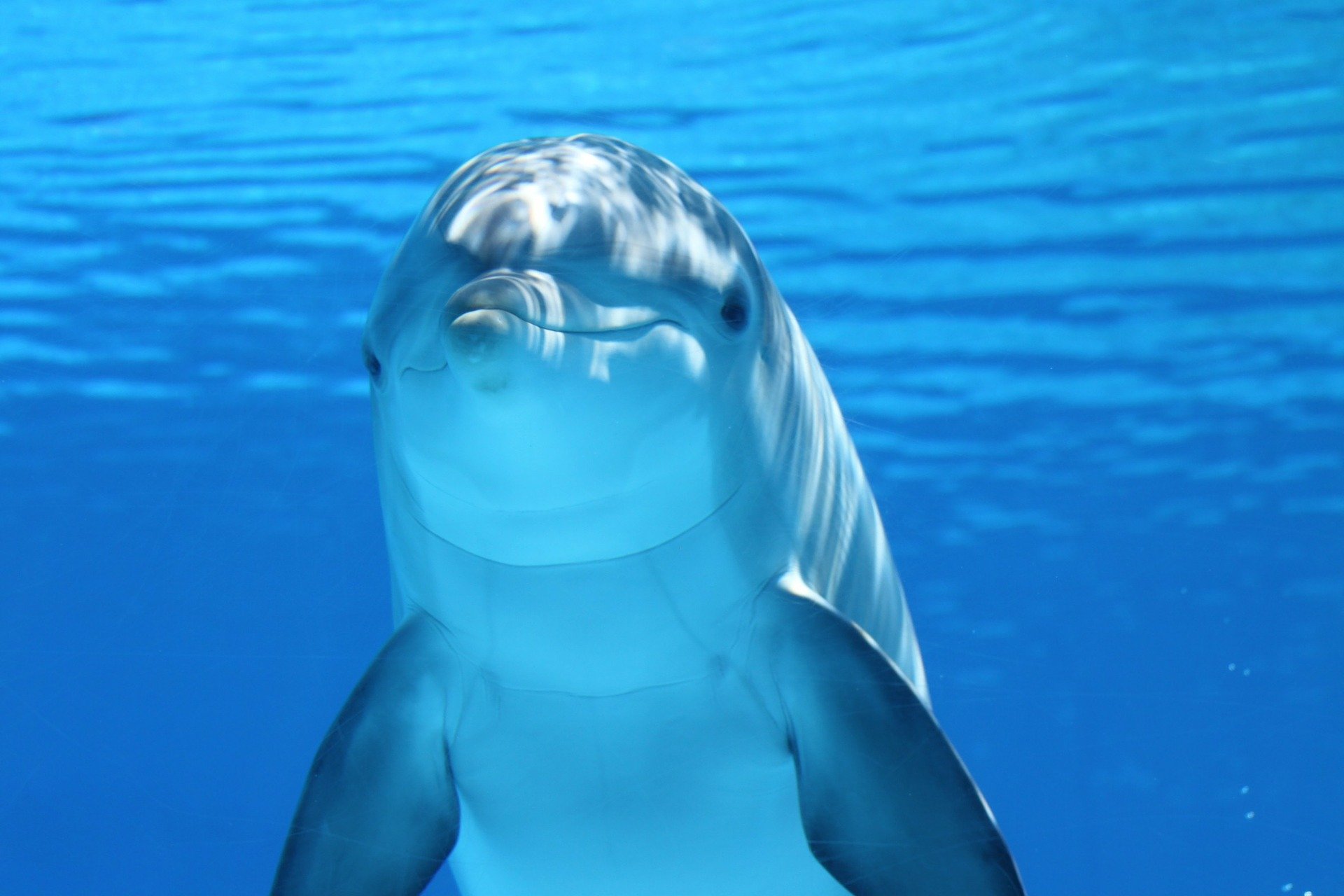 Дельфин. Фото Pixabay