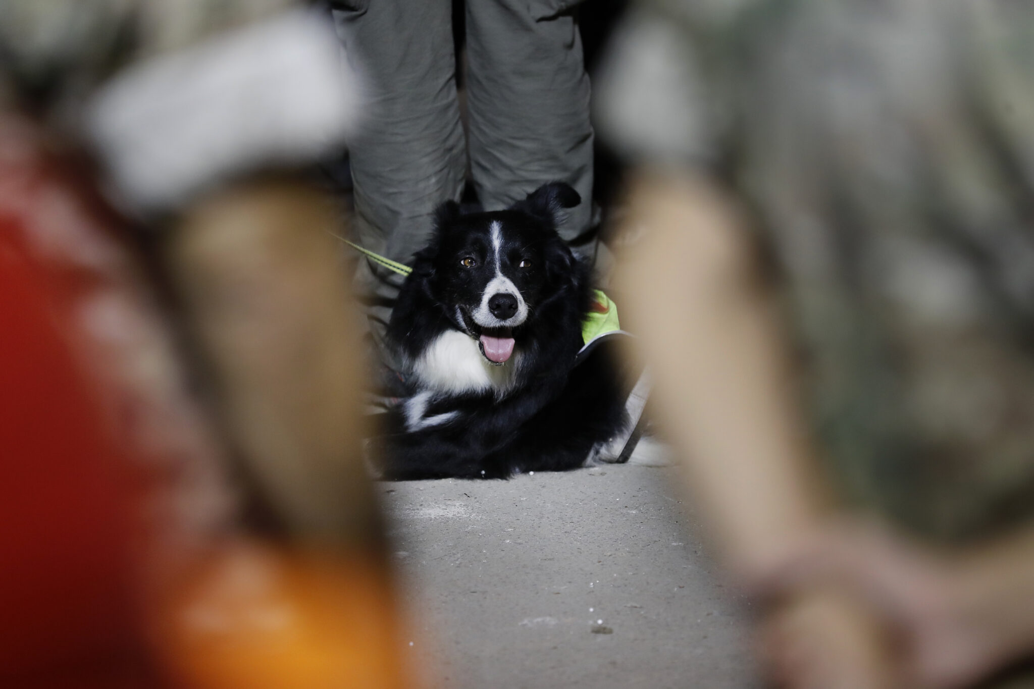 Поисковая собака в Бейруте. Фото AP Photo/Hussein Malla/Scanpix/Leta