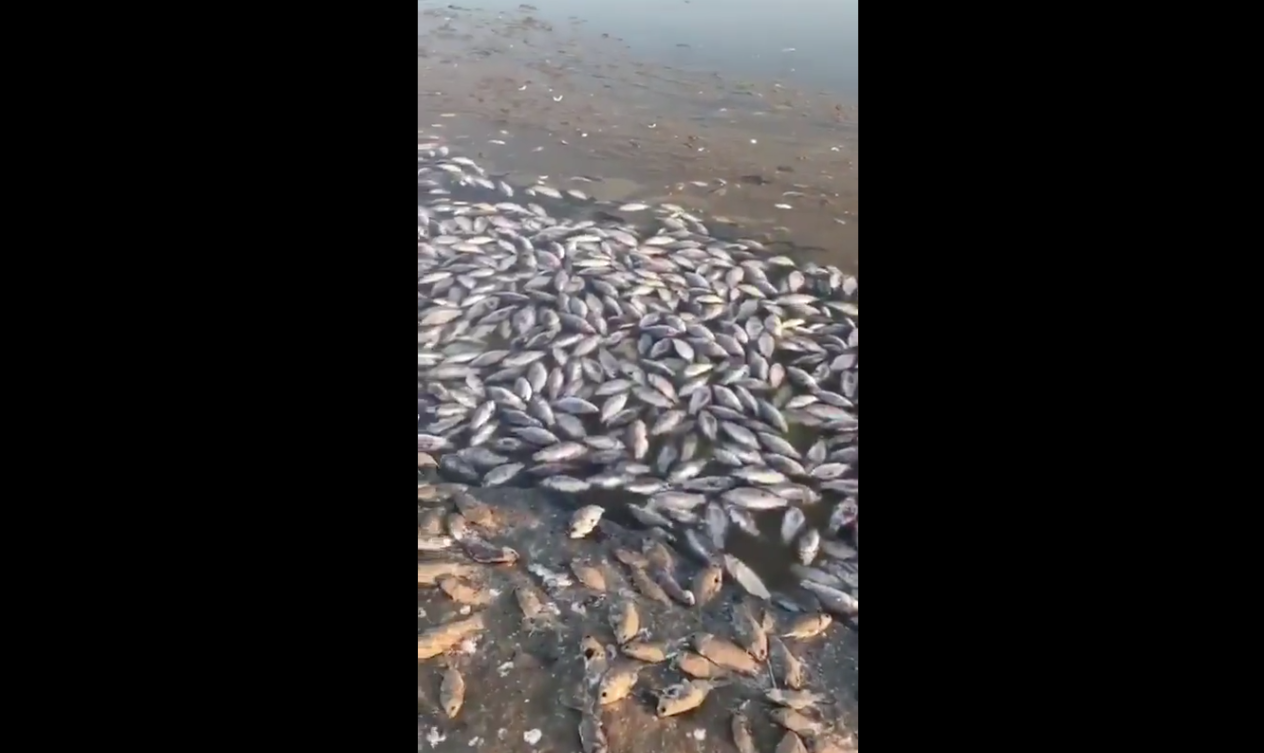 Погибшая рыба на водохранилище Аршань-Зельмень. Скриншот видео Twitter @brewerov