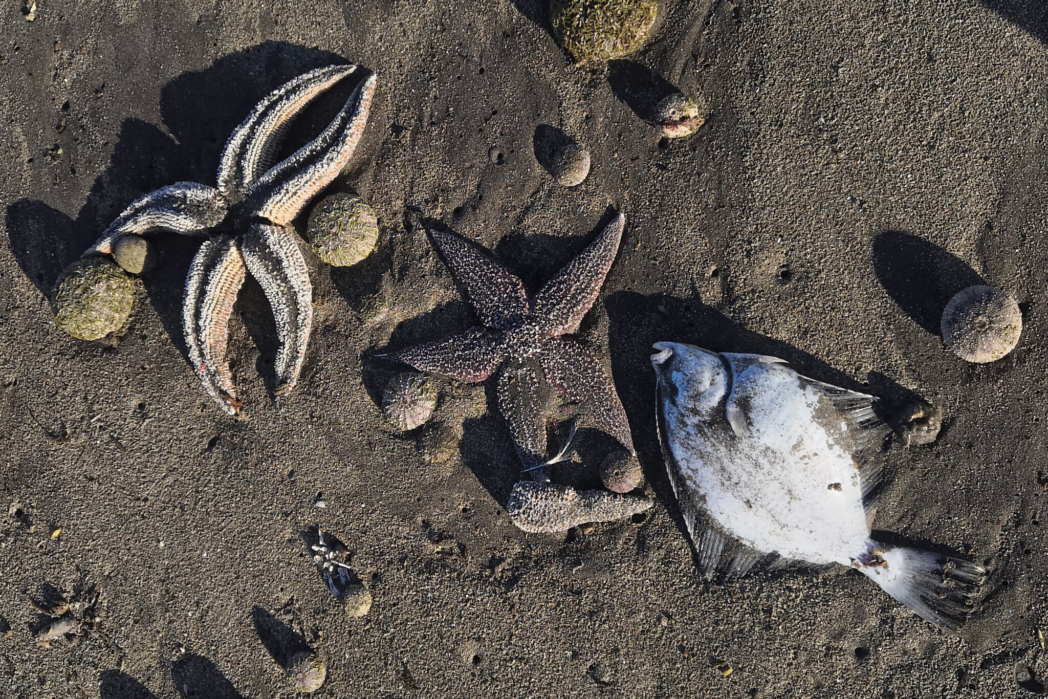 Погибшие в результате загрязнения воды рыбы и морские звезды на Камчатке. Фото Anna Strelchenko/TASS/Scanpix/Leta