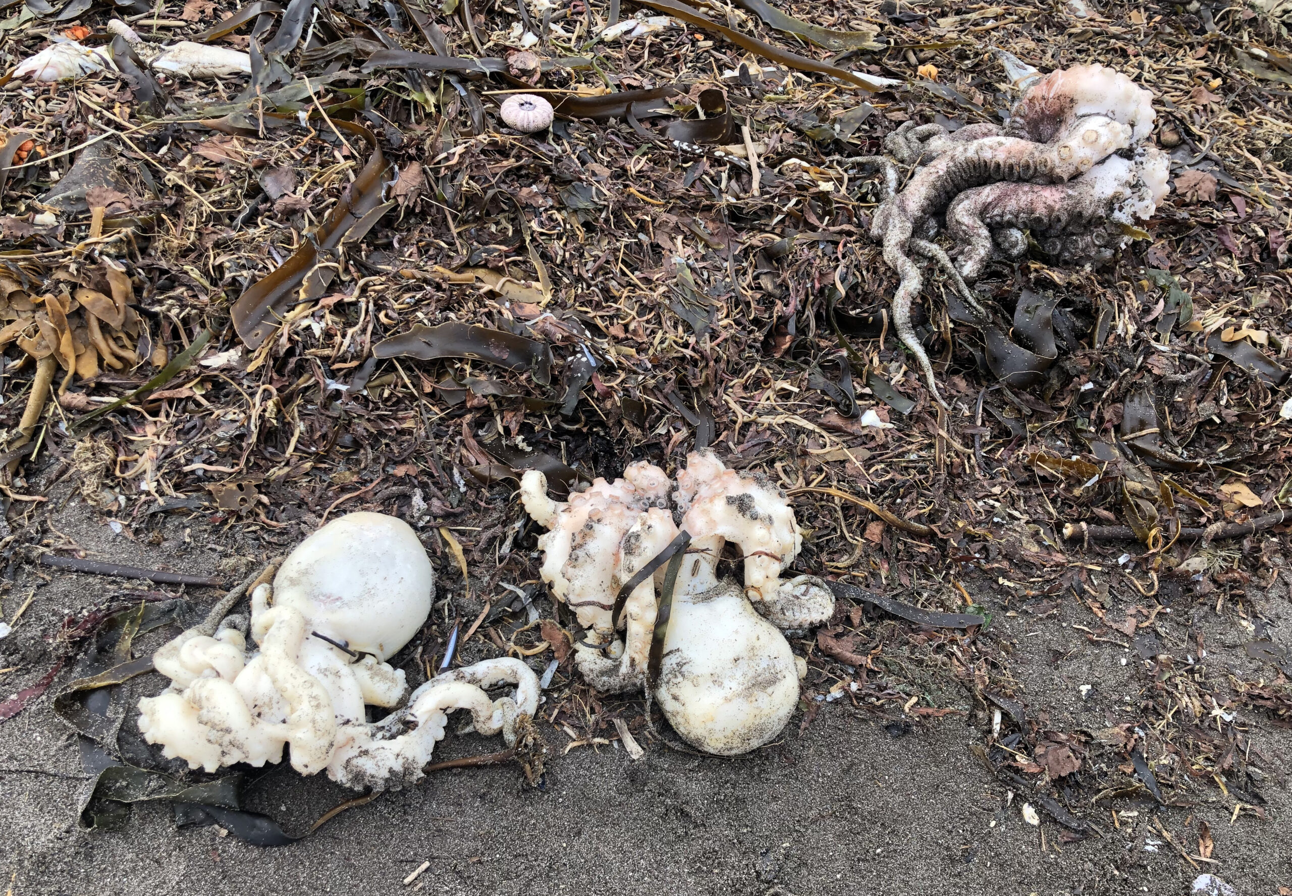 Погибшие осьминоги на одном из загрязненных пляжей Камчатки. Фото Ulyana Bakumenko/TASS/Scanpix/Leta