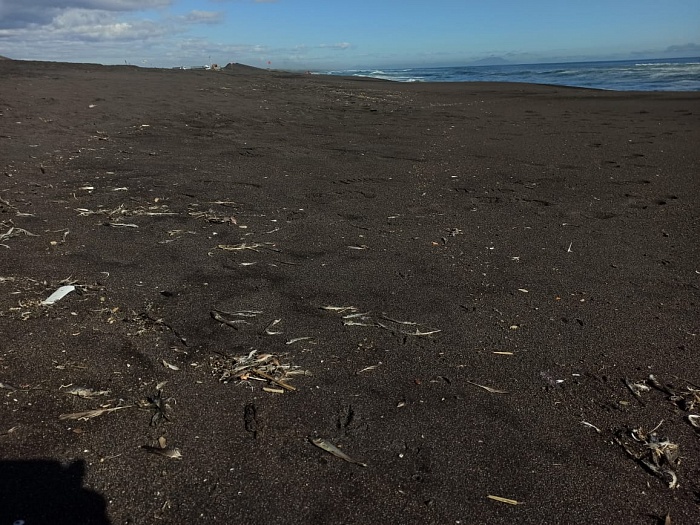 Пляж на Камчатке с мертвой рыбой. Фото VK ekologicachannel