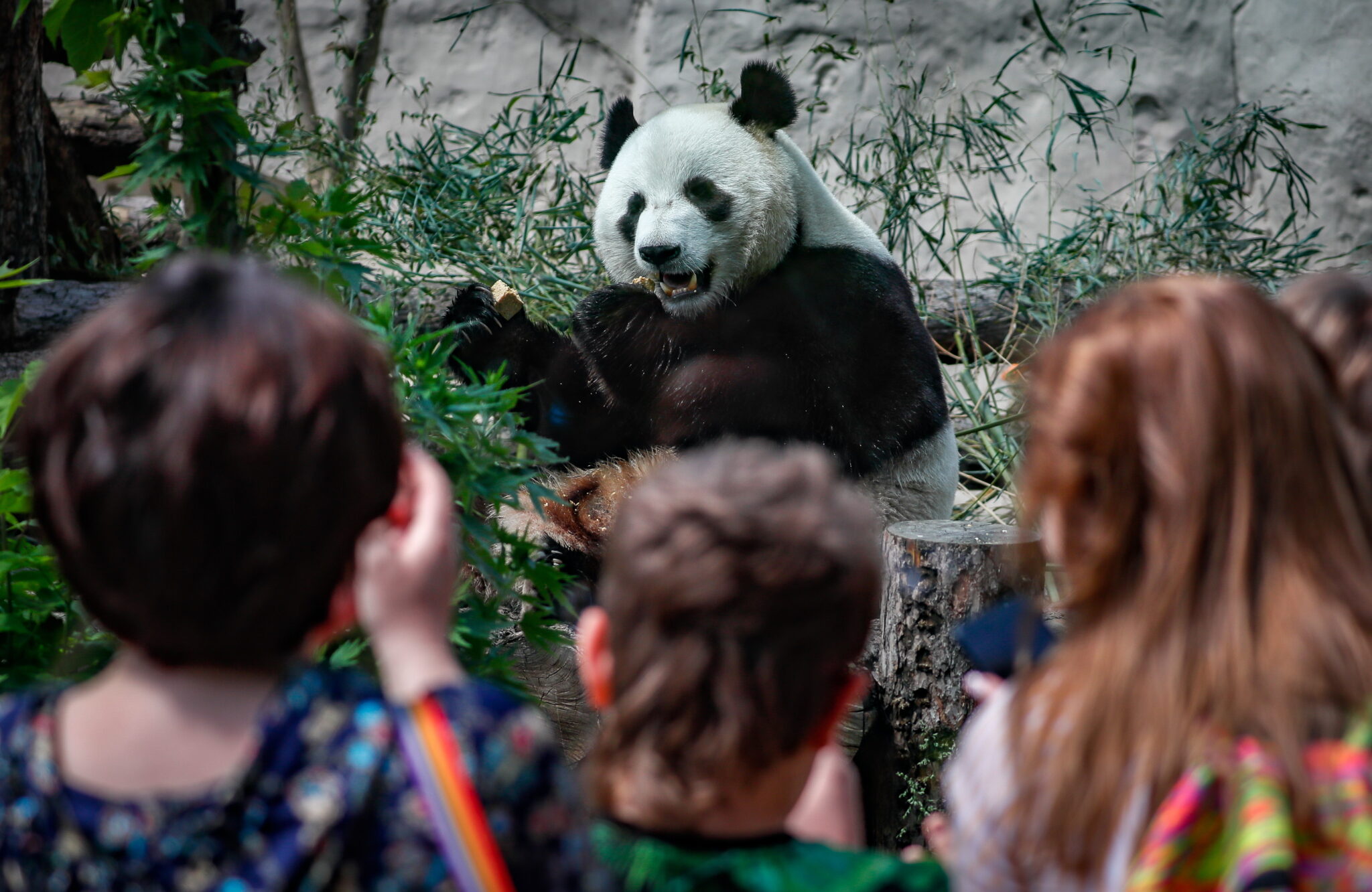 Панда в Московском зоопарке. Фото EPA/YURI KOCHETKOV/Scanpix/Leta
