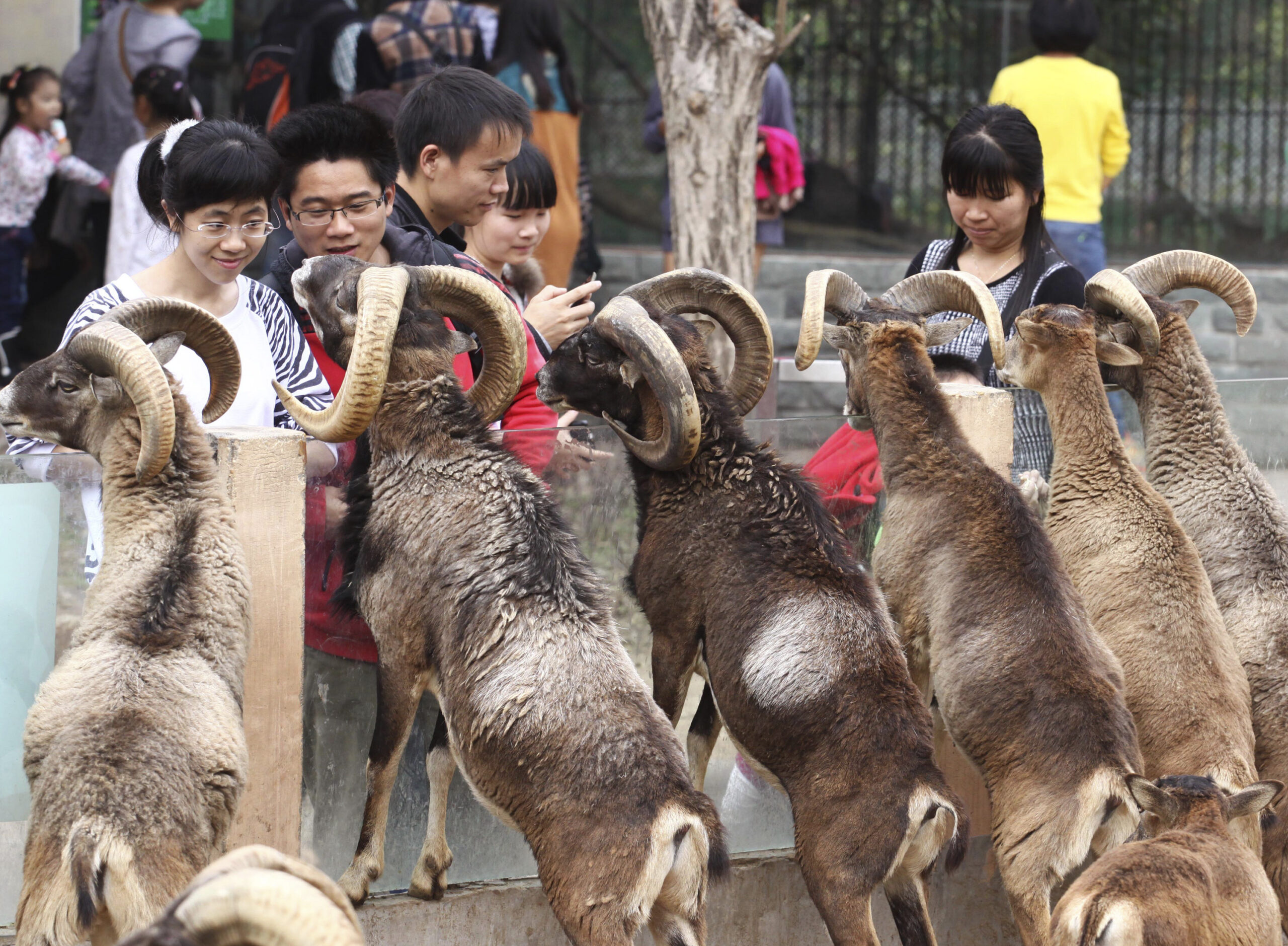 Аргали в зоопарке китайского города Гуанчжоу. Фото CHINA STRINGER NETWORK / TASS / Scanpix / Leta