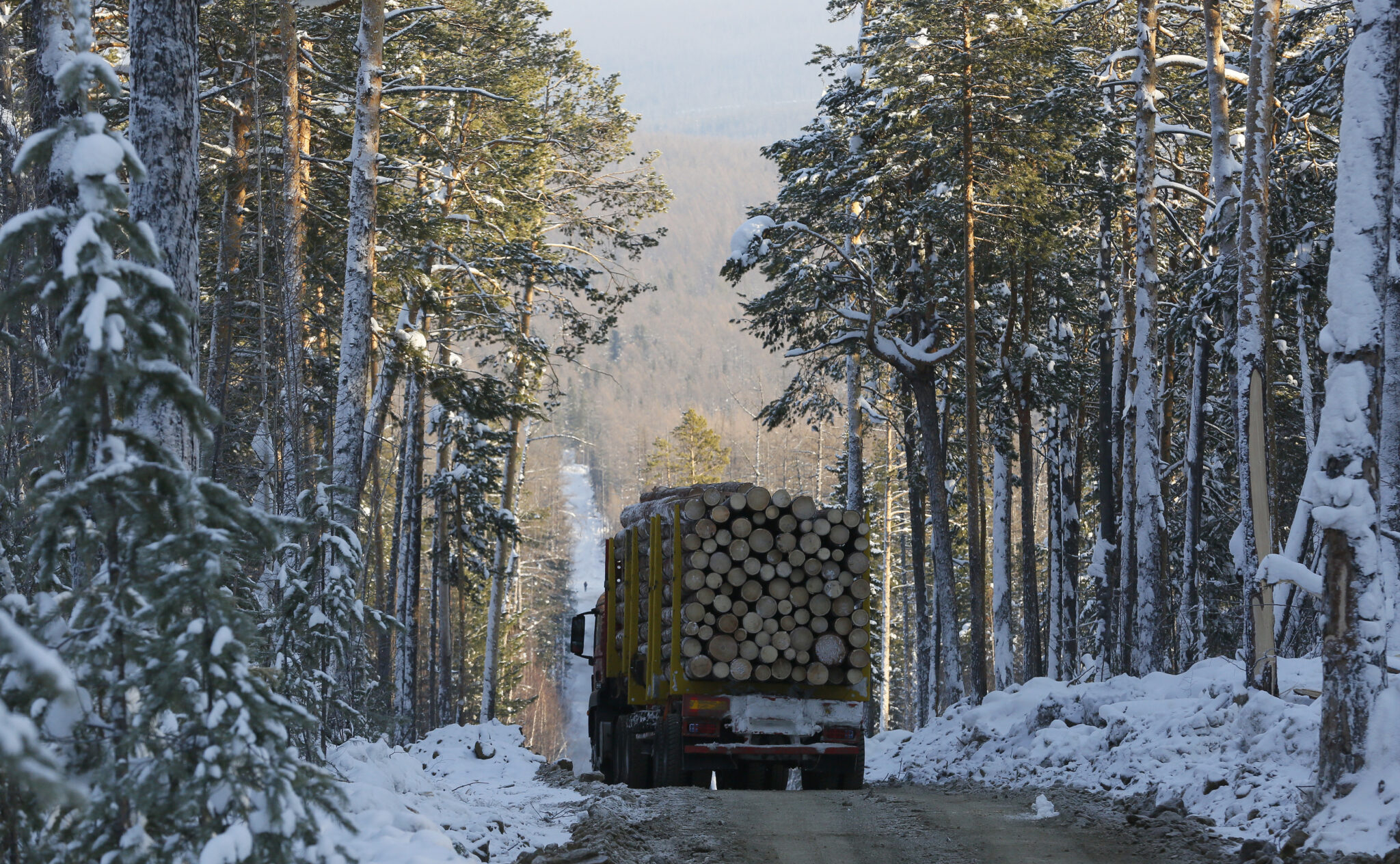 Вывоз срубленного леса. Фото REUTERS/Ilya Naymushin/Scanpix/Leta