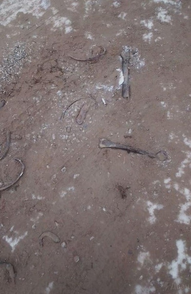 Останки человеческих костей на дороге. Фото VK В отставке | МВД полиция 
