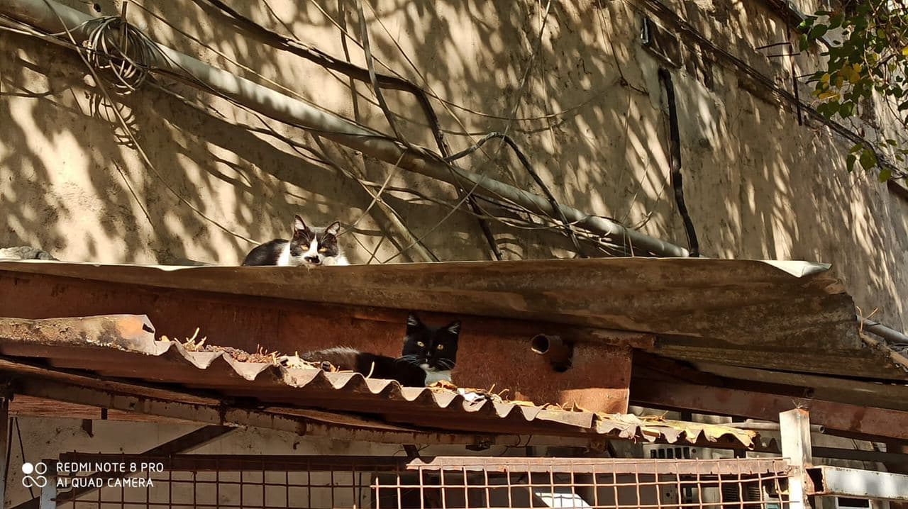 Если что-то и осталось в Ереване неизменным, то это невозмутимые коты на крышах местных домов. Фото Катерина Малофеева для Spektr.Press