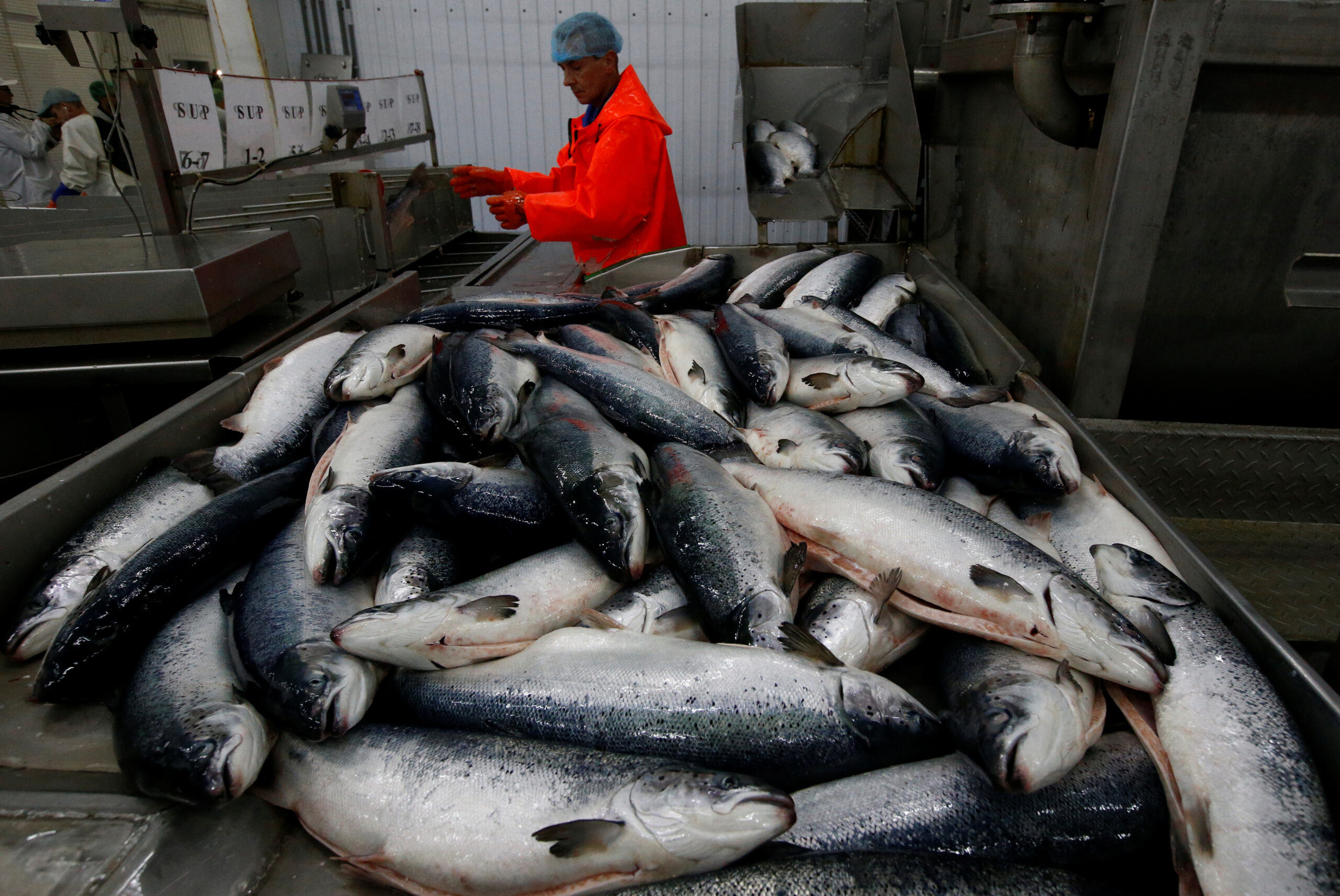 Рабочие сортируют рыбу, привезенную с рыбного хозяйства в Баренцевом море, на перерабатывающем предприятии в Мурманске. Фото SERGEI KARPUKHIN / TASS / Scanpix / Leta