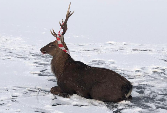 Застрявший на льду олень. Фото Официальный сайт правительства Приморского края