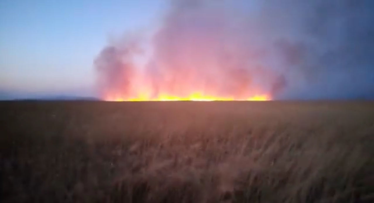 Пожар в парке «Хасанский». Скриншот видео Facebook Ольга Дымникова