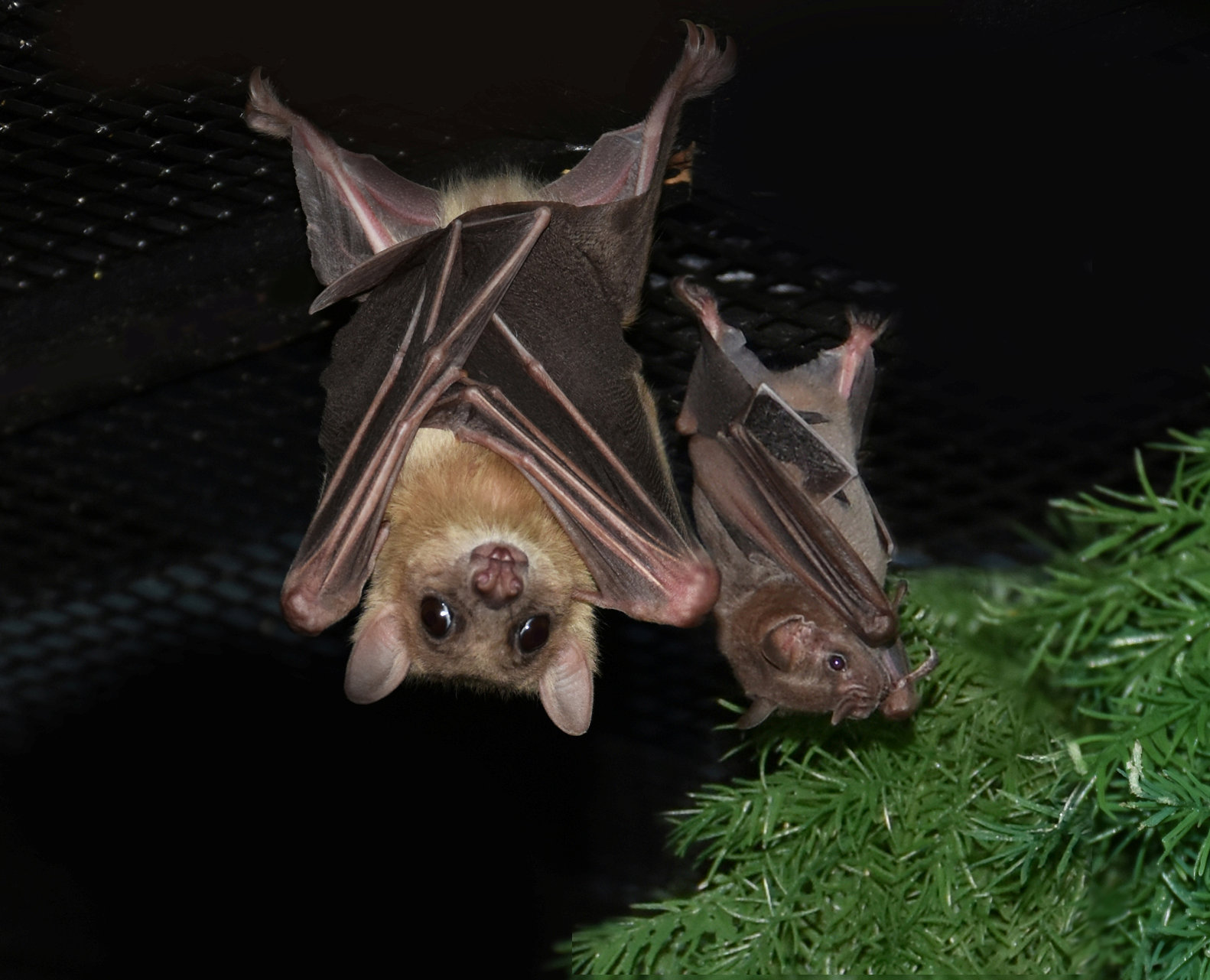 Летучие мыши. Фото Bat World / SWNS / TASS / Scanpix / Leta