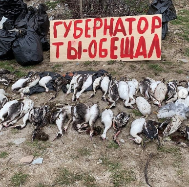 Погибшие птицы на пляже Новороссийска. Фото Instagram @volochaevka.nvrsk 
