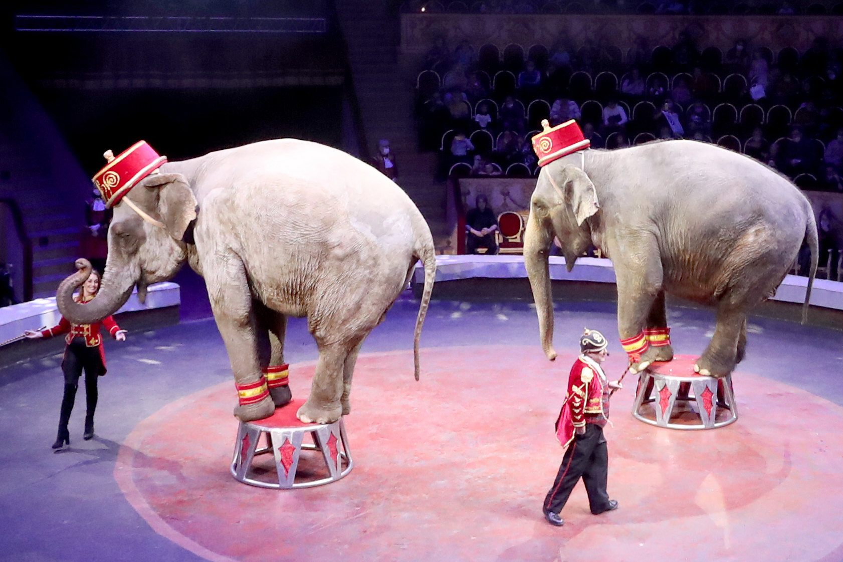 Слоны на представлении в цирке. Фото Alexander Demianchuk / TASS / Scanpix / Leta
