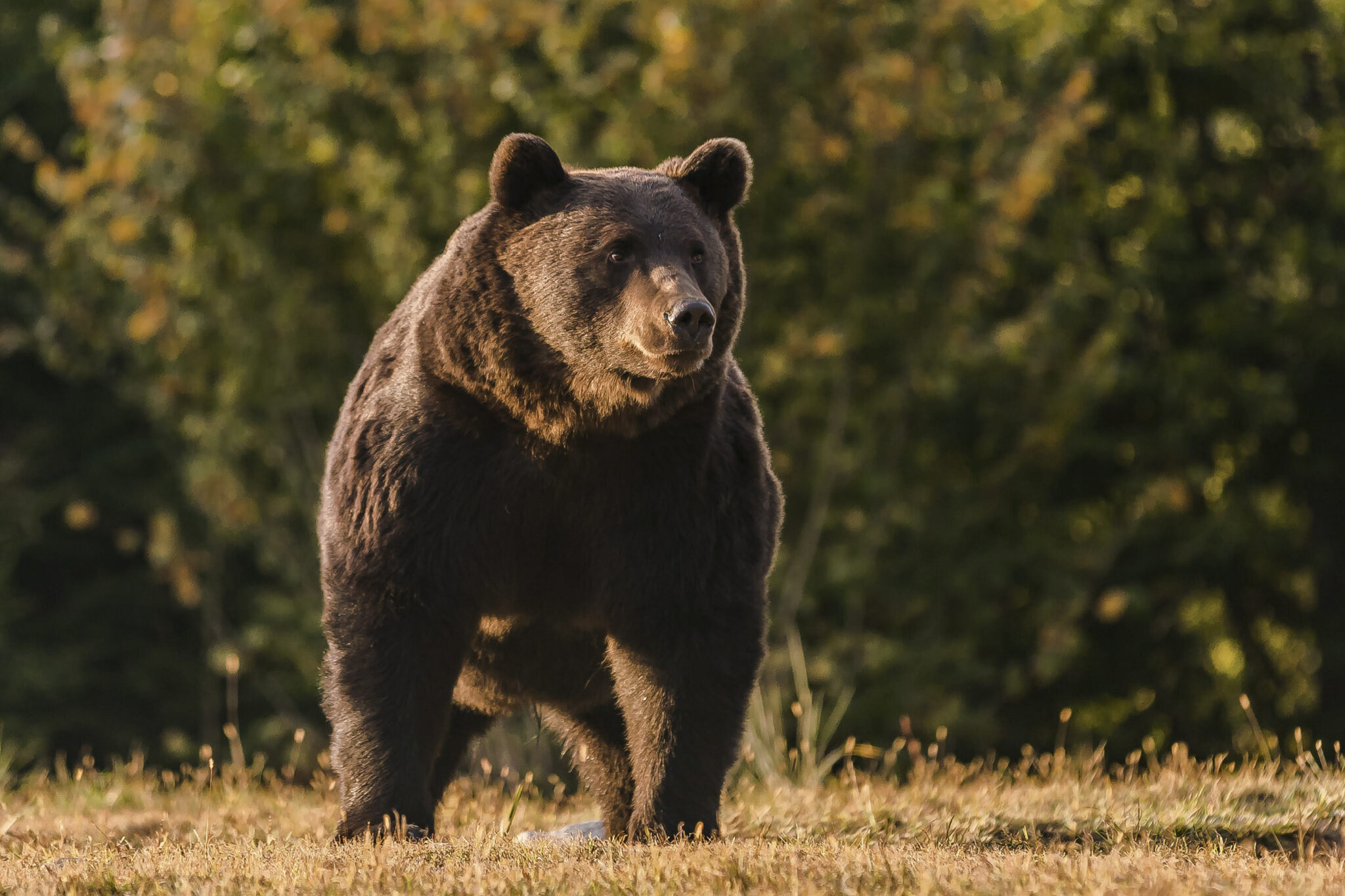 17-летний медведь Артур, которого, предположительно, застрелил принц Лихтенштейна. Фото Agent Green via AP/Scanpix/Leta