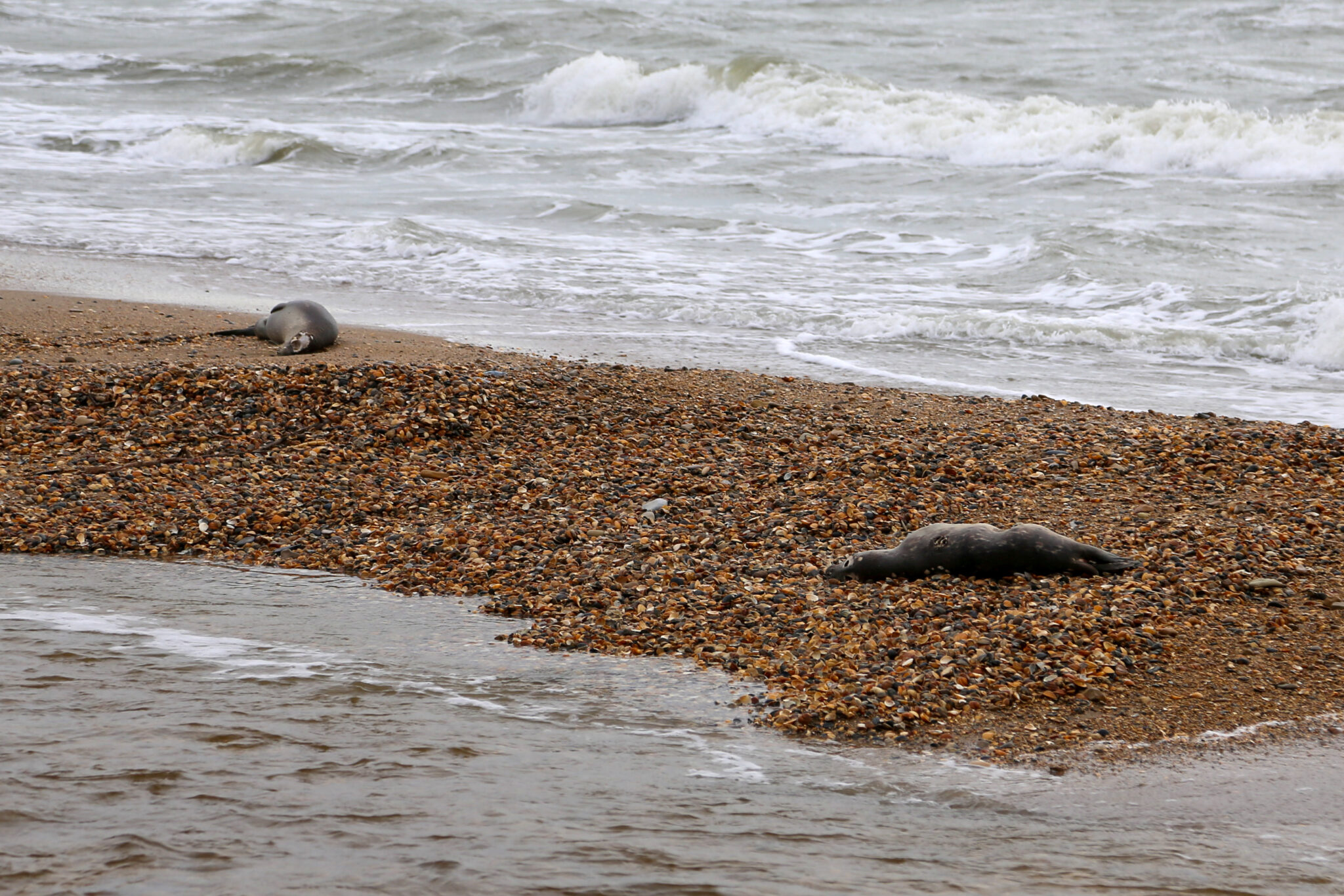 Погибшие тюлени на берегу Каспийского моря. Фото  Musa Salgereyev/TASS/Scanpix/Leta
