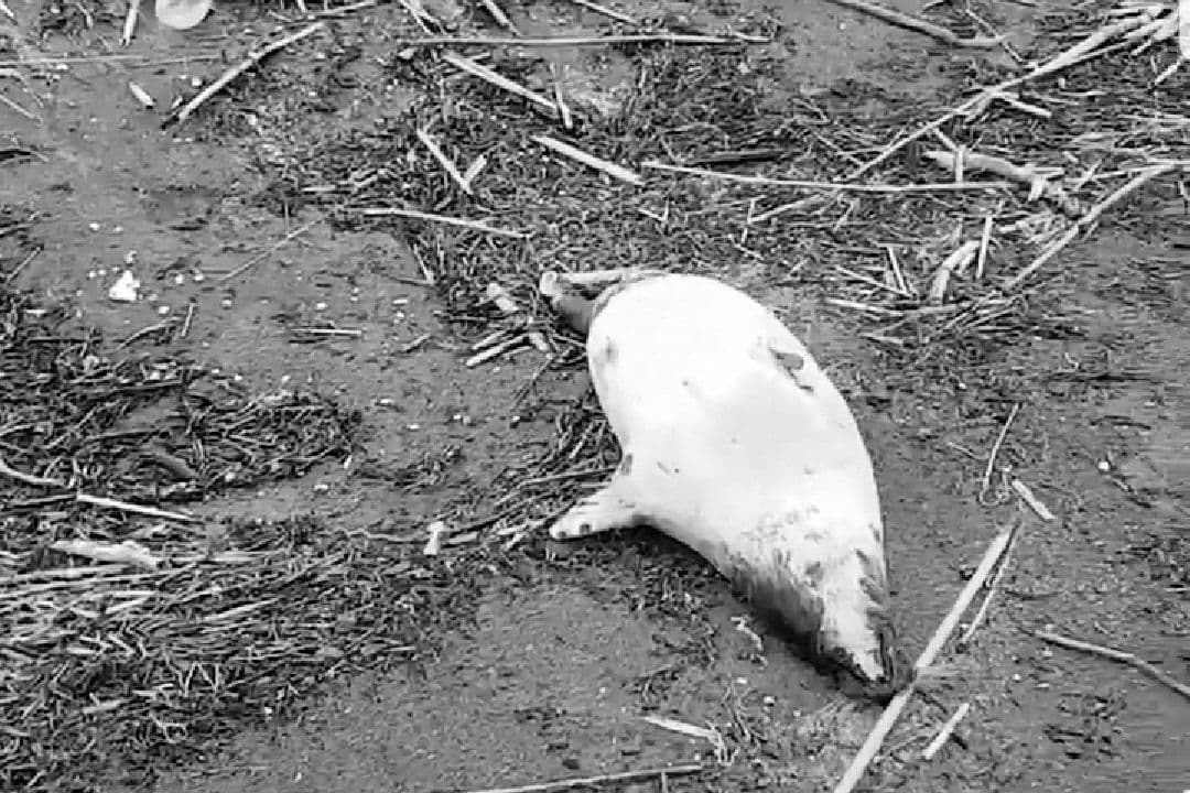 Погибший тюлень. Фото Telegram-канал Природоведение