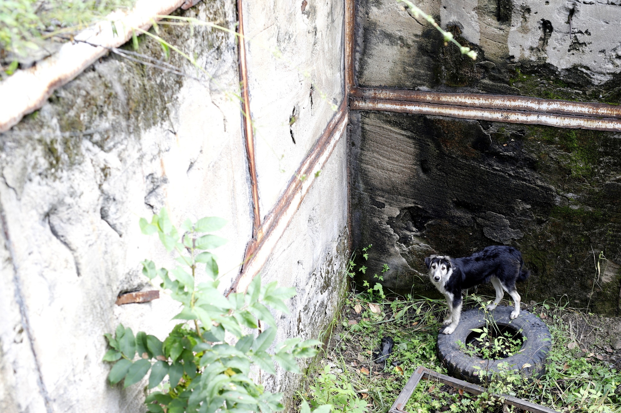Собака в яме. Фото ГУ МЧС России по Еврейской автономной области