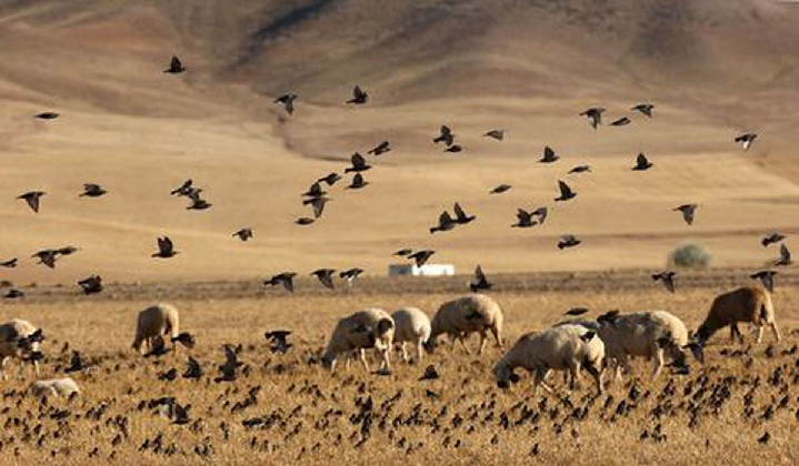 Овцы. Фото AFP/Scanpix/LETA