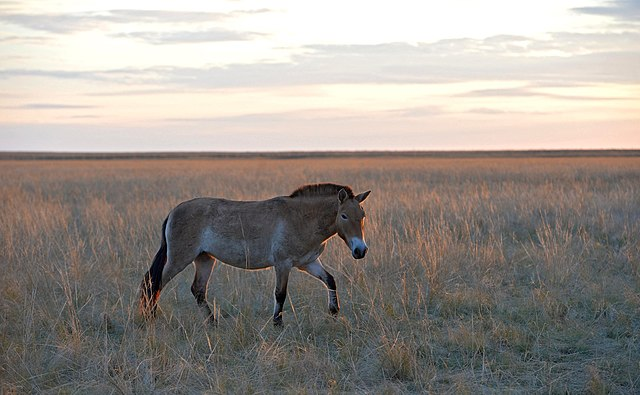 Лошадь Пржевальского. Фото Wikimedia Commons