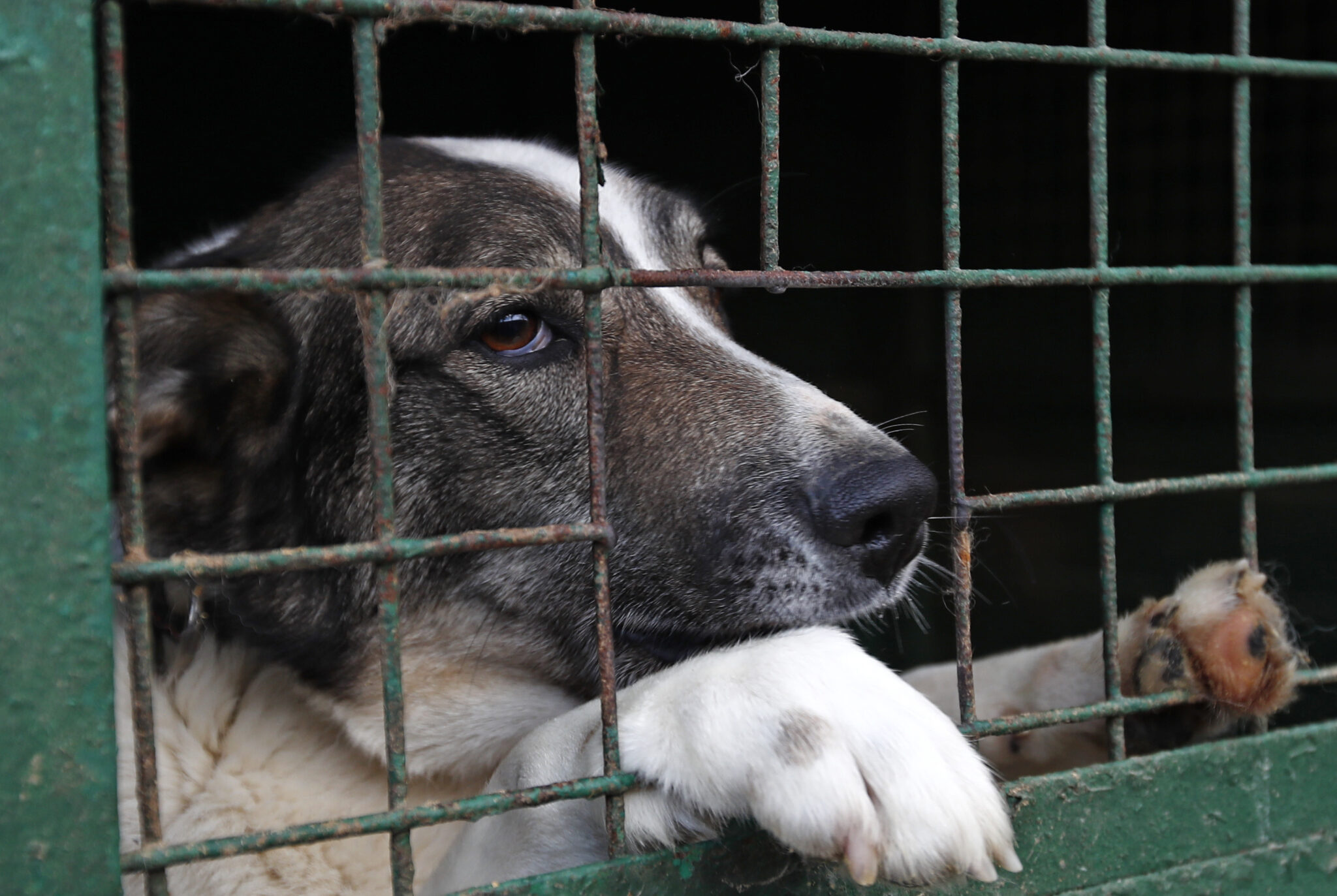 Собака в приюте для животных "Зоорассвет". Фото Artyom Geodakyan/TASS/Scanpix/Leta