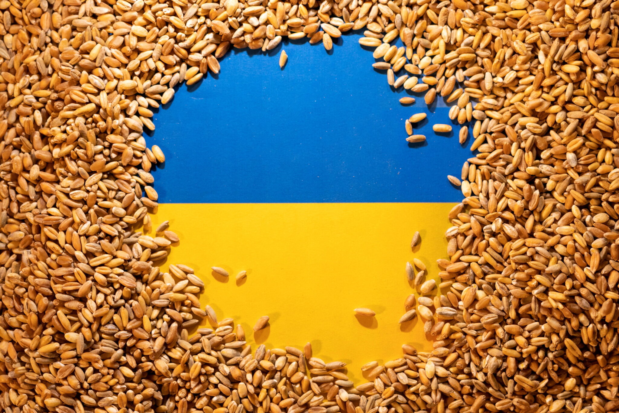 Зерно и украинский флаг. Фото Dado Ruvic/REUTERS/Illustration/Scanpix/LETA