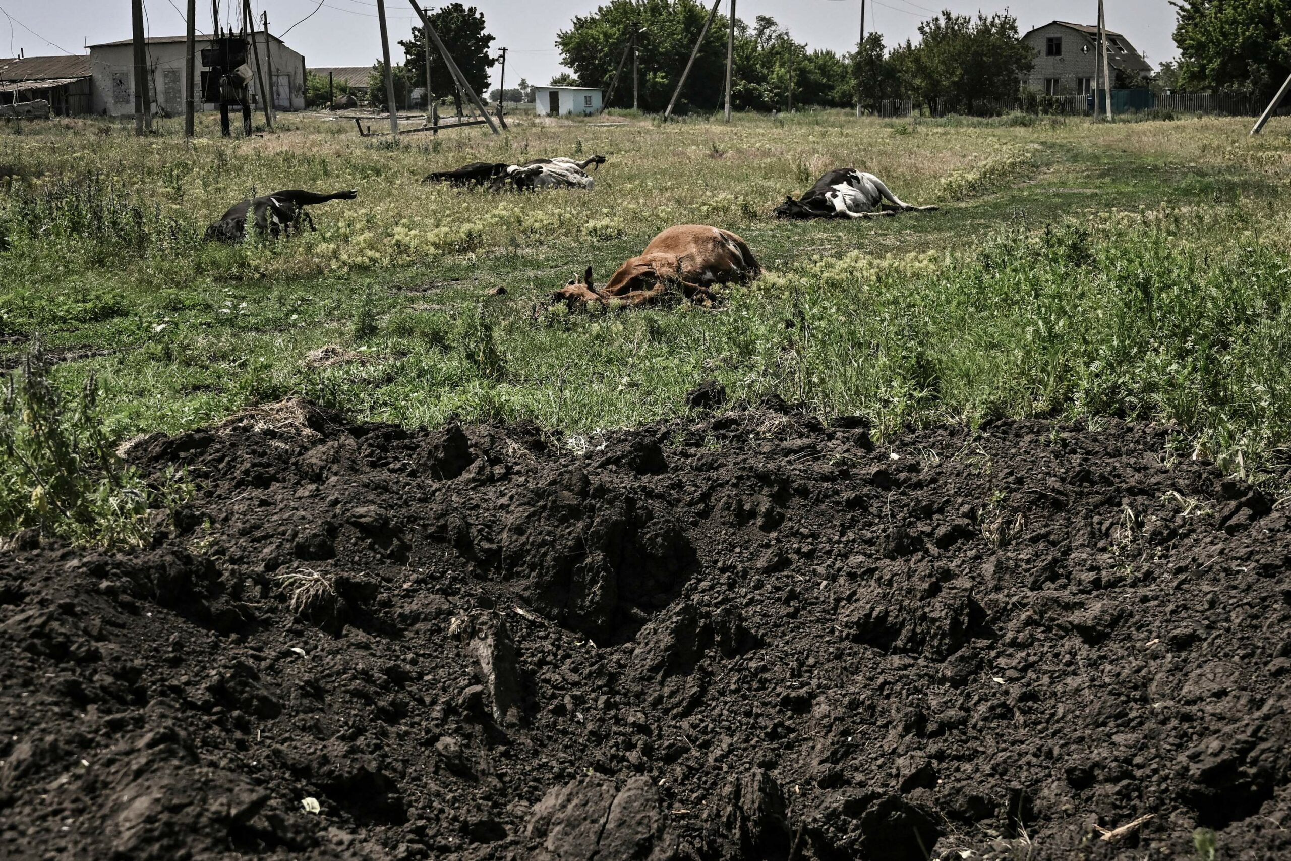 Убитые обстрелами коровы на линии фронта на Донбассе. 10 июня 2022 года. Фото ARIS MESSINIS/AFP/Scanpix/LETA