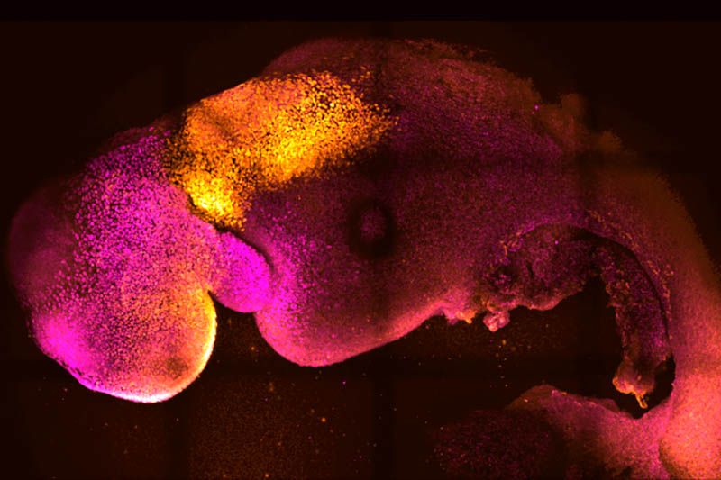 Синтетический эмбрион мыши. Фото Gianluca Amadei, Charlotte Handford/AP/Scanpix/LETA