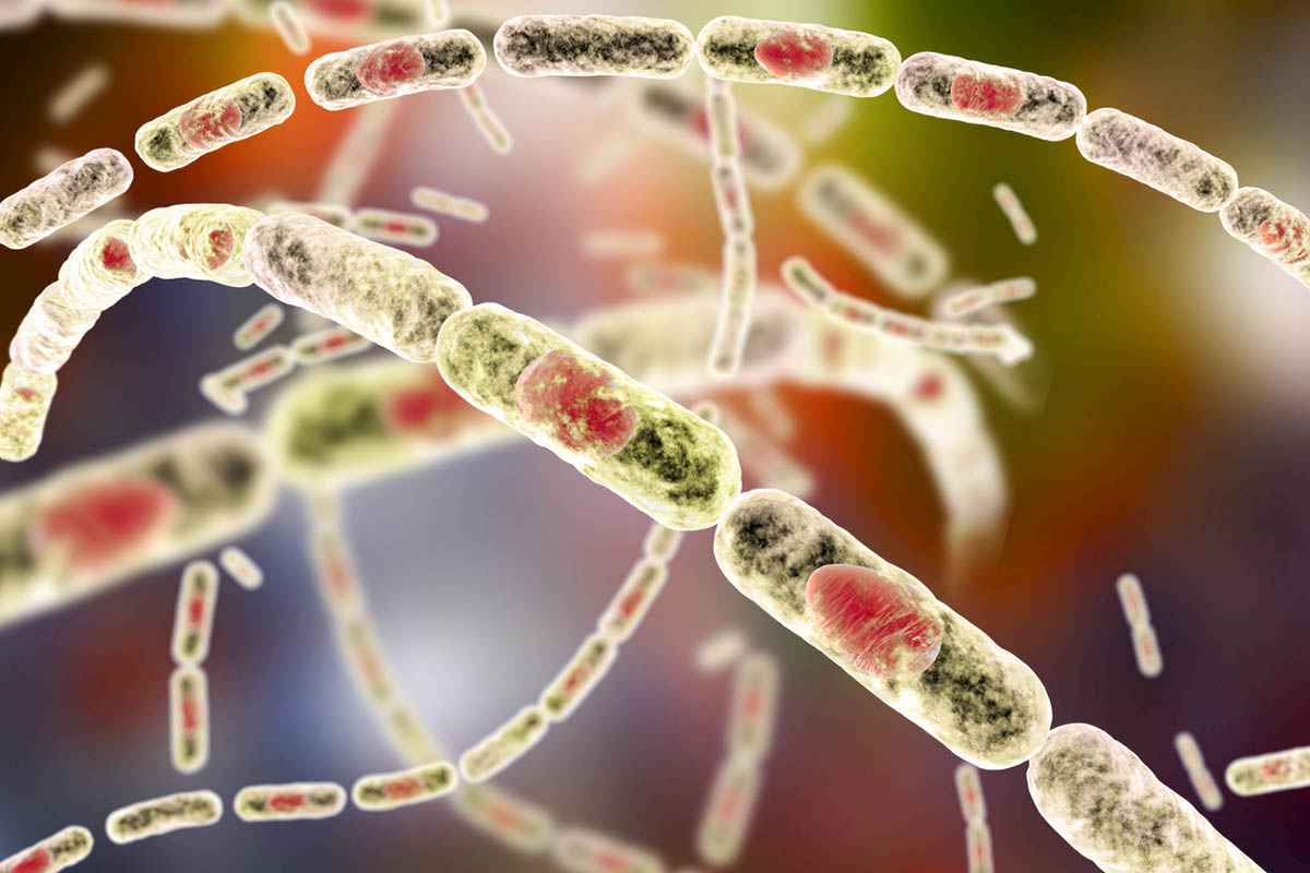 Бактерия вызывающая сибирскую язву. 3D иллюстрация Dr_Microbe по лицензии Istockphoto