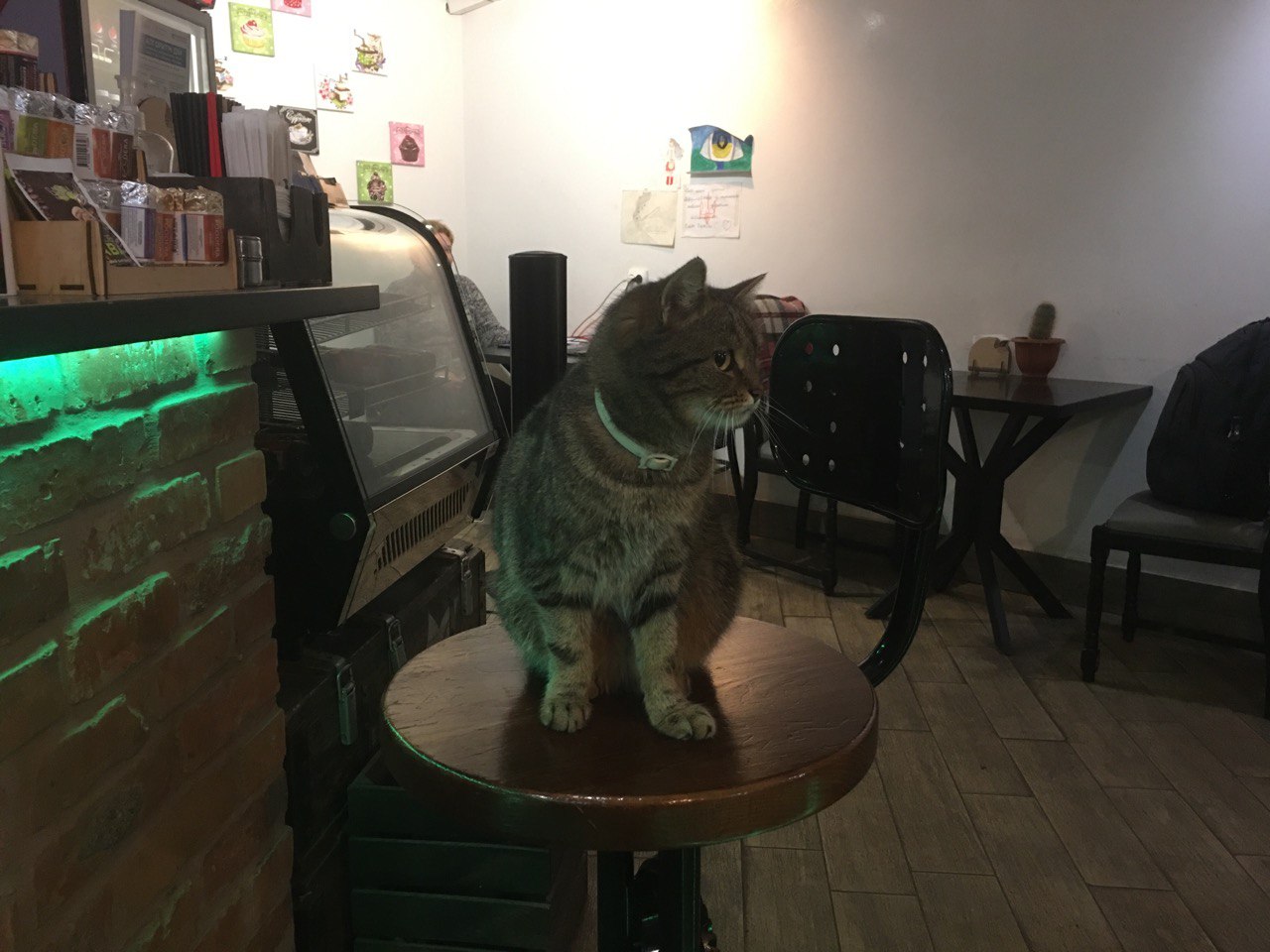 Кот в кофейне 