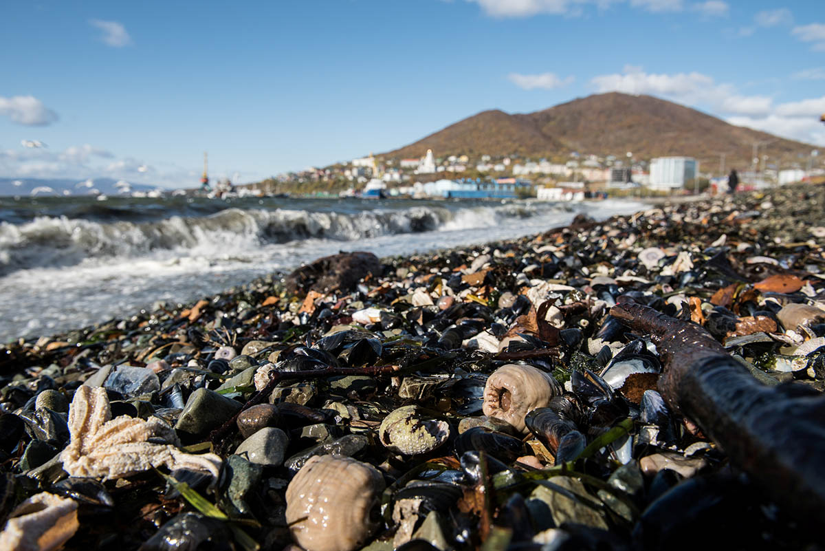 Мертвые морские обитатели выброшены на берег из-за необъяснимого загрязнения воды в Камчатском регионе. Фото Dmitry Sharomov/Greenpeace Russia/REUTERS/Scanpix/LETA