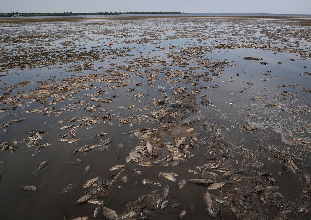 Мертвая рыба на осушенном дне Каховского водохранилища. Фото Sergiy Chalyi/REUTERS/Scanpix/Leta