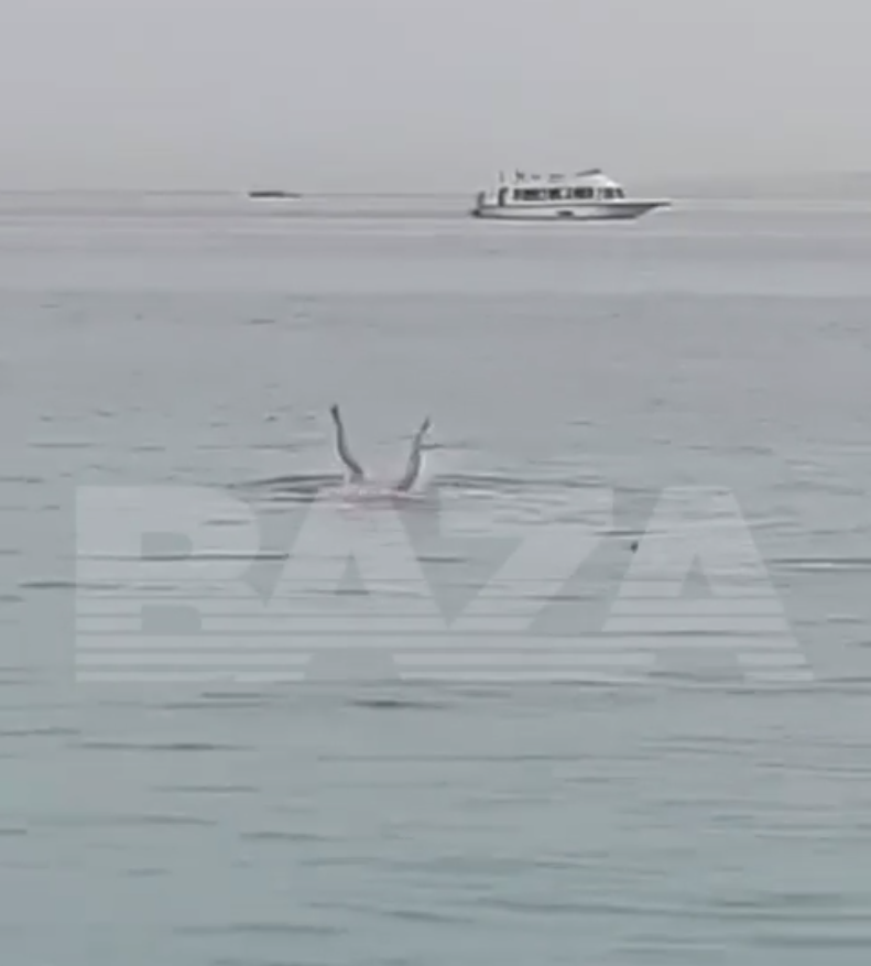 Атака акулы на россиянина в Египте. Скриншоты видео Baza