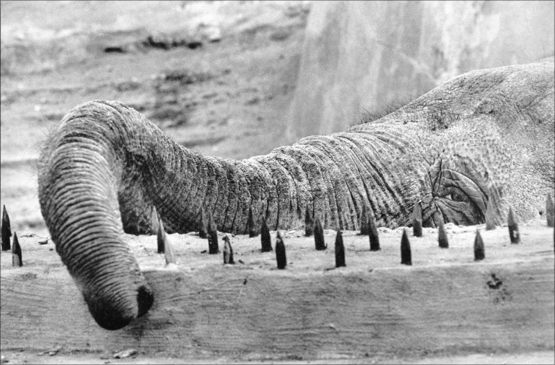 Грустный слон в Московском зоопарке, 1985 год. Фото Игорь Стомахин / SpektrPress