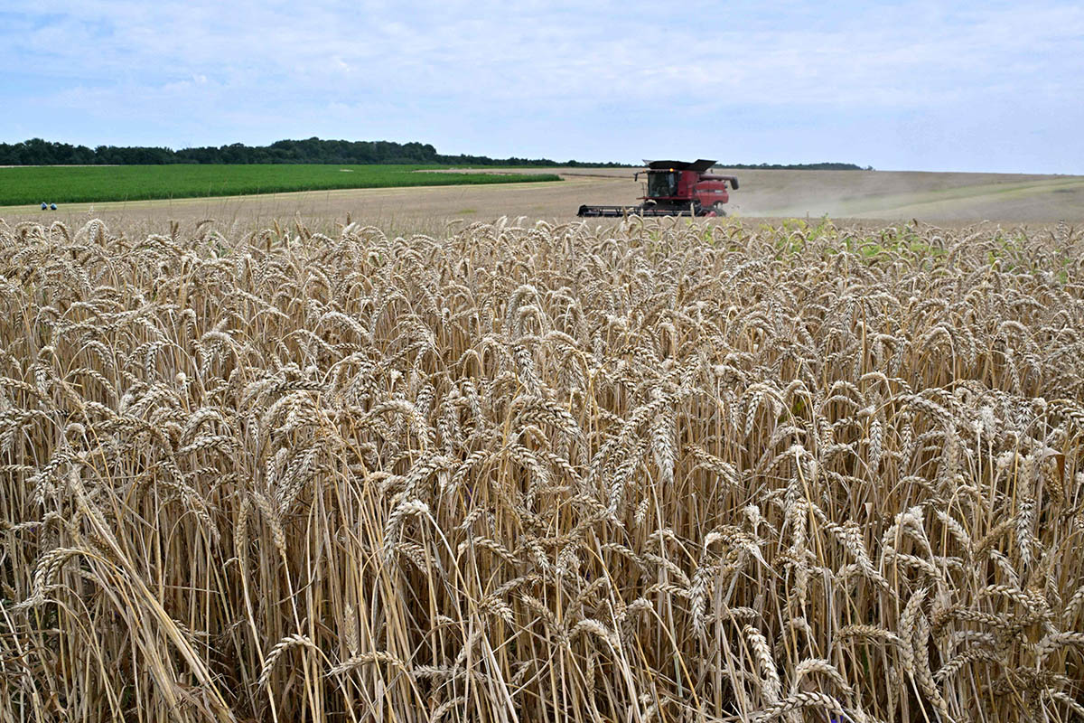 Комбайн собирает пшеницу на поле возле села Кившовата Киевской области. Фото Sergei SUPINSKY/AFP/Scanpix/Leta