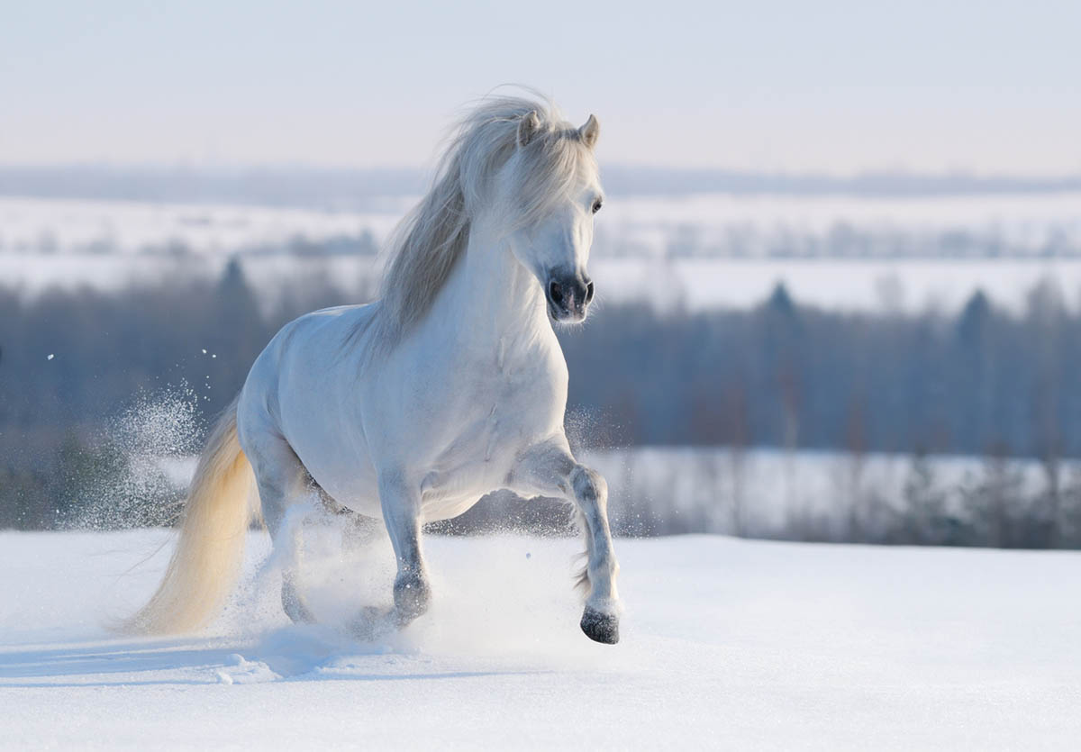 Серый валлийский пони скачет по снежному холму. Фото Abramova_Kseniya//Istockphoto