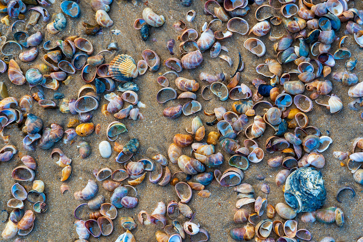 Пустые ракушки на пляже. Фото Nick Fewings/Unsplash
