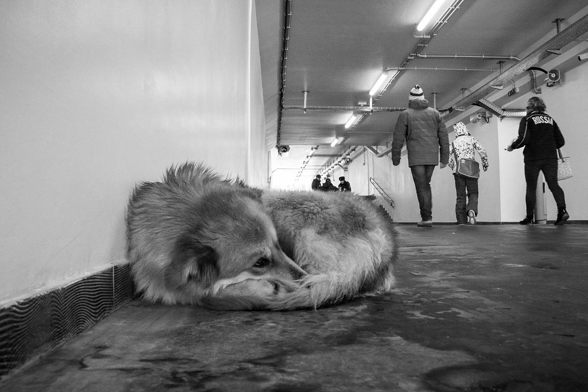 Бездомные собаки в России. Фото Lisa Johnson/Flickr