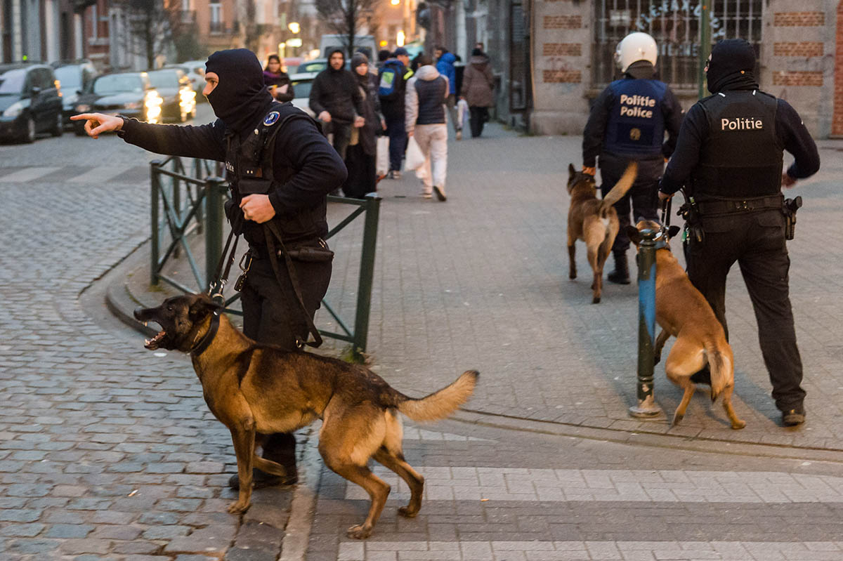 Полицейские с собаками во время рейда в районе Моленбек в Брюсселе, 18 марта 2016 года. Фото Geert Vanden Wijngaert/AP Photo/Scanpix/LETA
