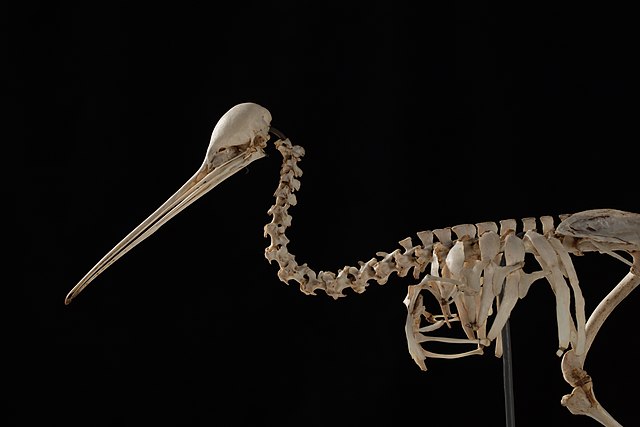 Скелет птицы киви / Wikimedia