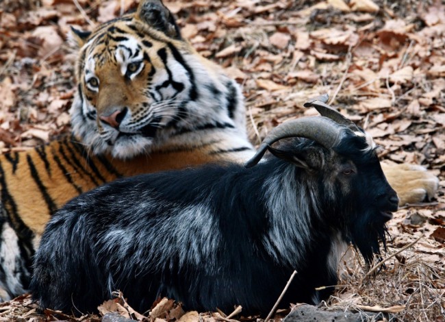 Тигр Амур и козел Тимур. Фото Sputnik/Scanpix